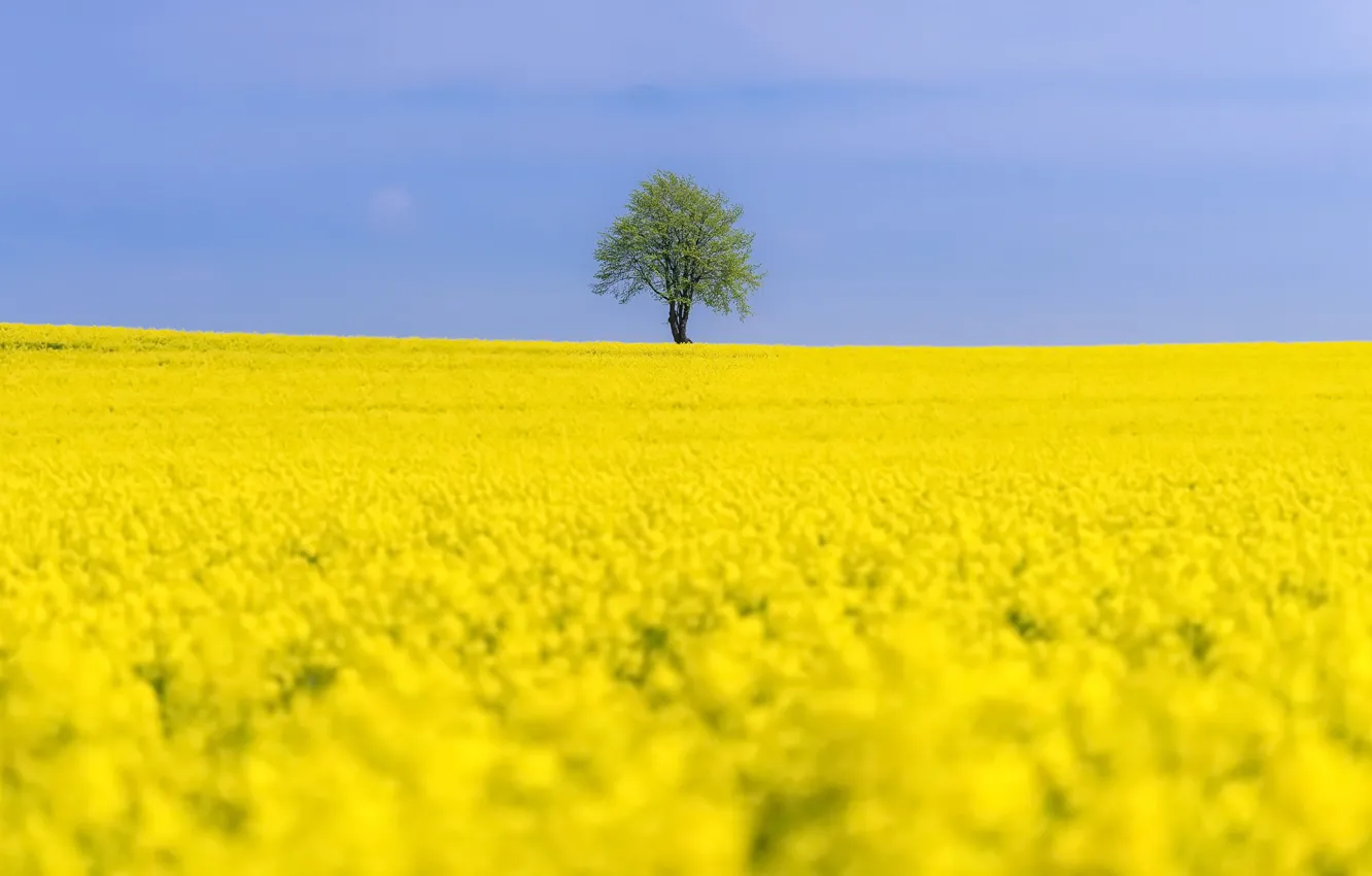 Фото обои поле, лето, деревья, рапс