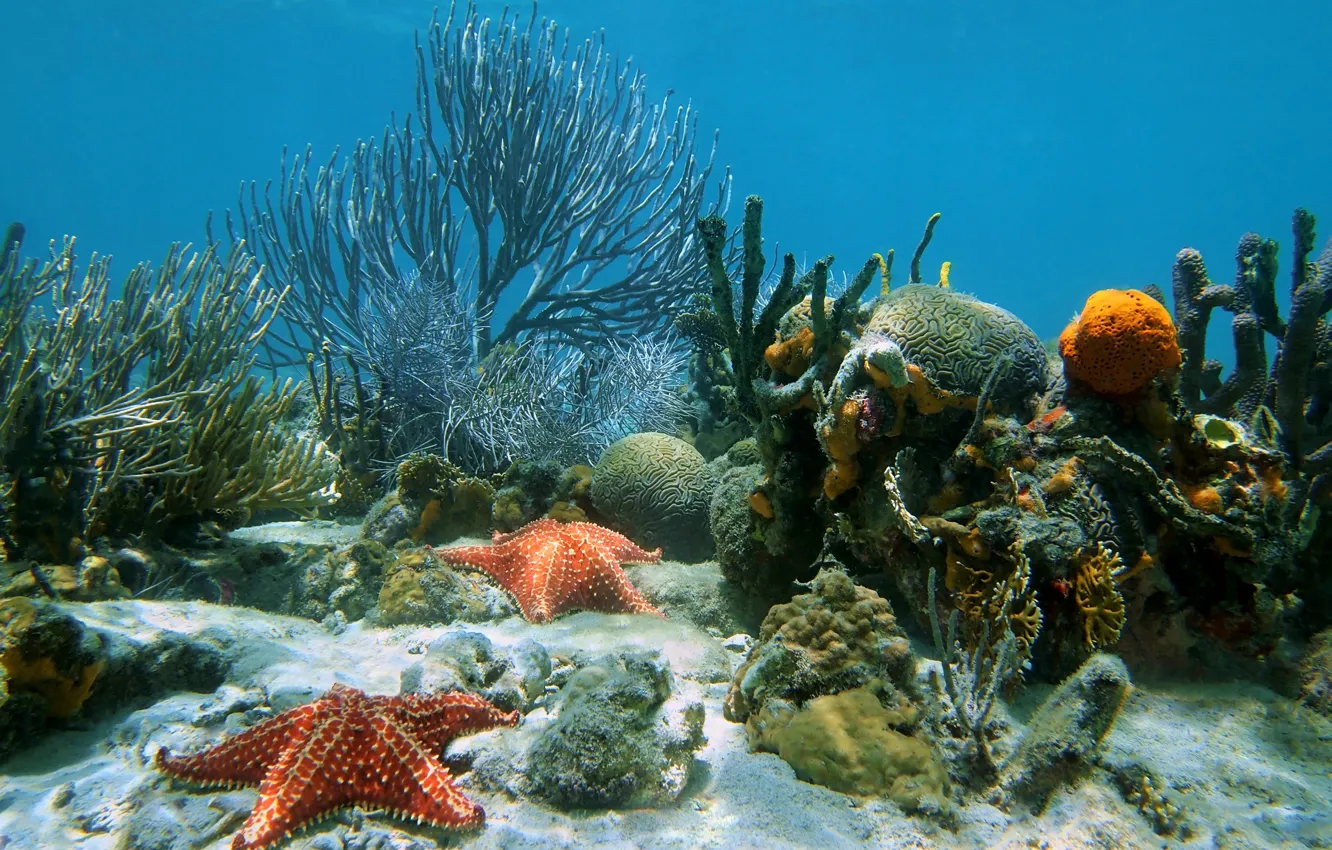 Фото обои underwater, ocean, sand, tropical, starfish, reef, coral