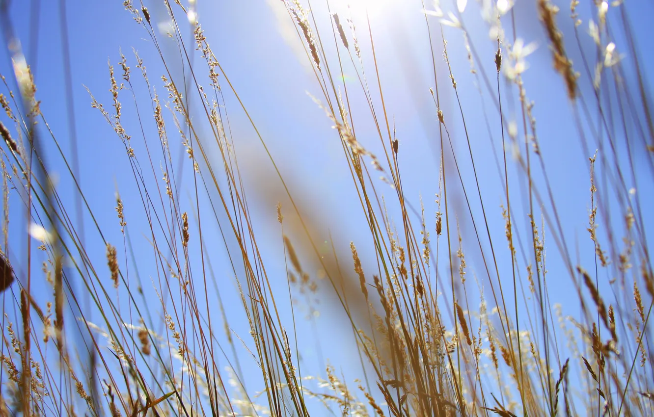 Фото обои поле, небо, трава, фон, стебли, колоски, солнечно