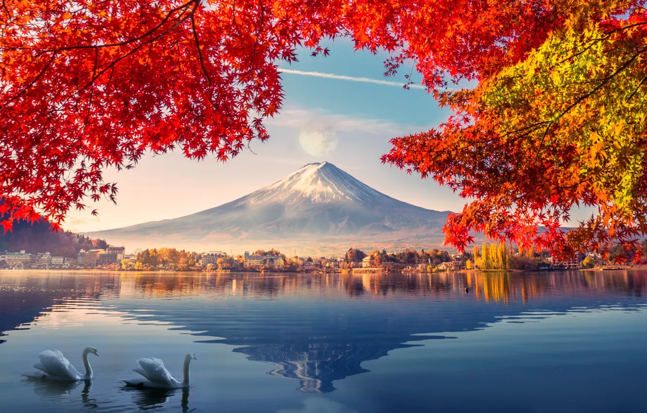 Фото обои осень, лебеди, Фудзияма