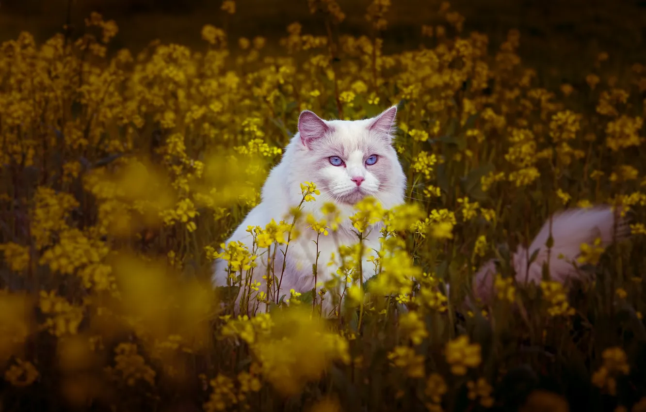 Фото обои поле, кошка, кот, цветы, поляна, луг, белая, рэгдолл