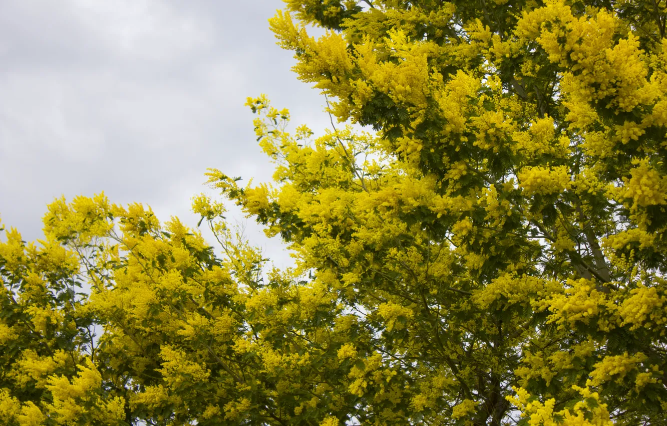 Фото обои желтый, дерево, цветение, мимоза