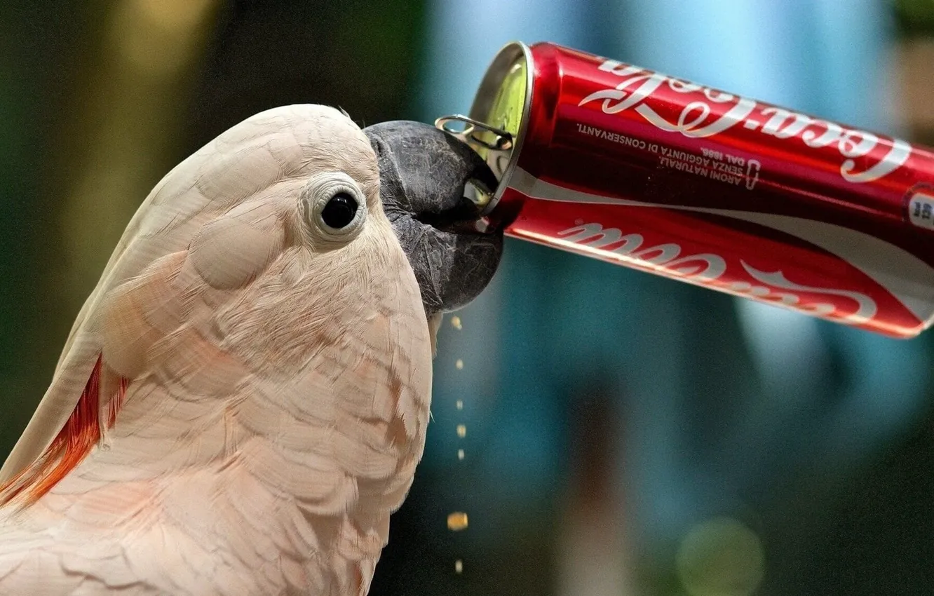 Фото обои капли, Птица, Попугай, Клюв, Coca-Cola, Кока-Кола, Банка