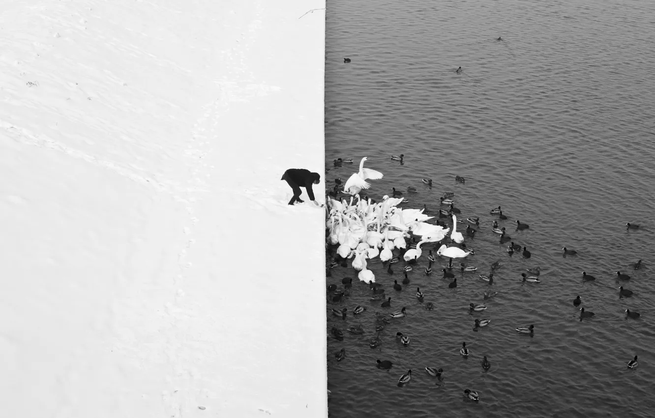 Фото обои Природа, Минимализм, Озеро, Снег, Человек, Лебеди