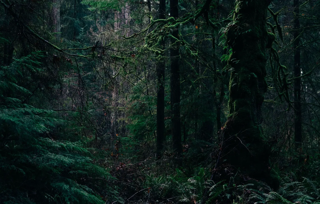 Фото обои лес, деревья, природа, USA, Tacoma