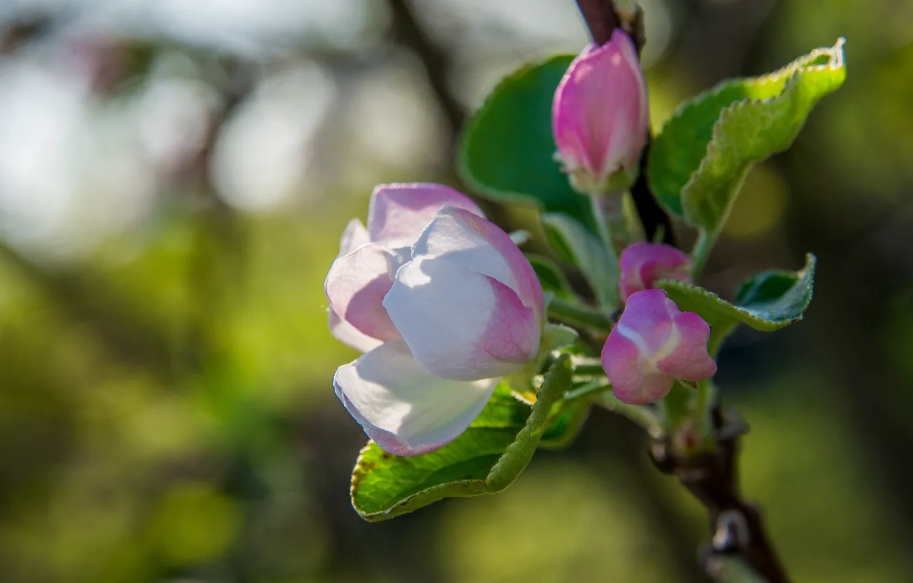 Фото обои макро, дерево, весна, яблоня