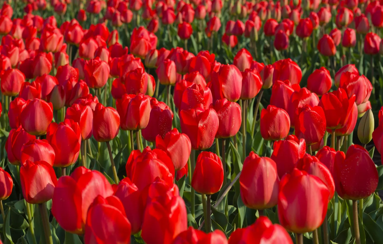 Фото обои поле, плантация, красные тюльпаны