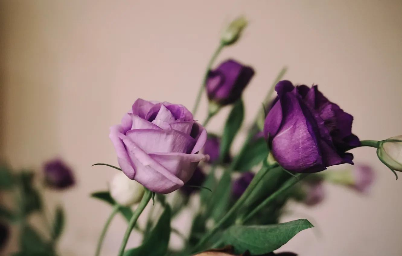 Фото обои цветы, розы, лепестки