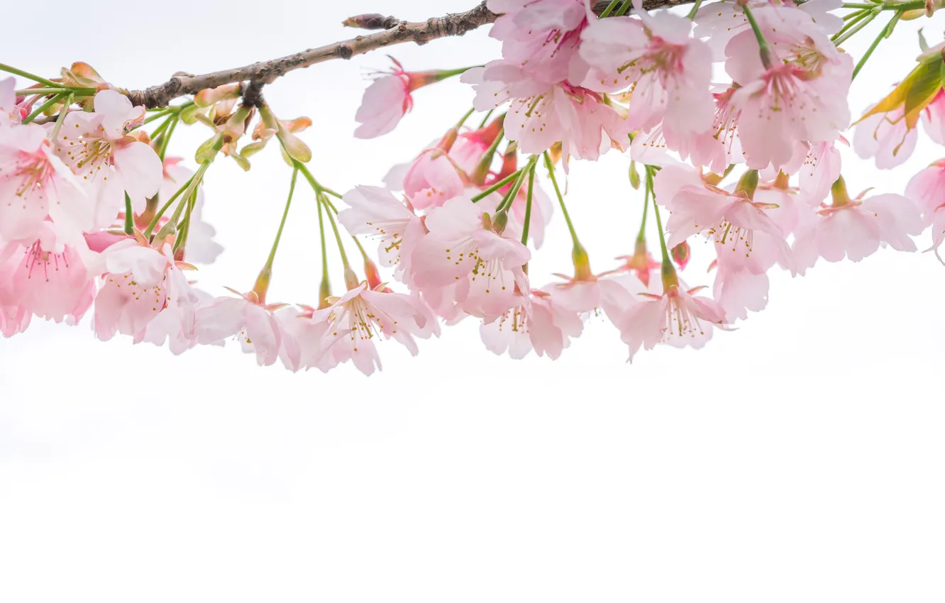 Фото обои макро, вишня, нежность, ветка, весна, сакура