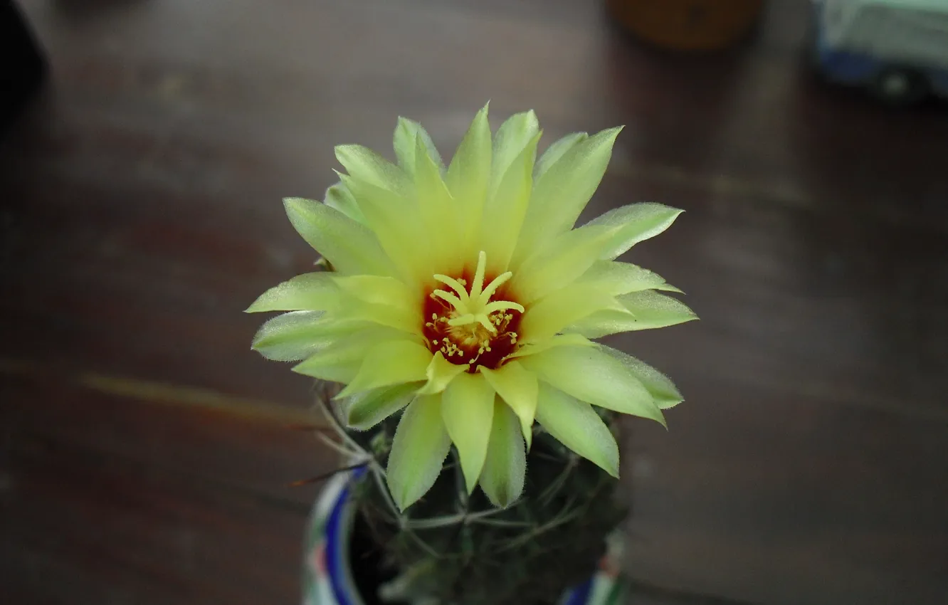 Фото обои Thailand, Bangkok, cactus