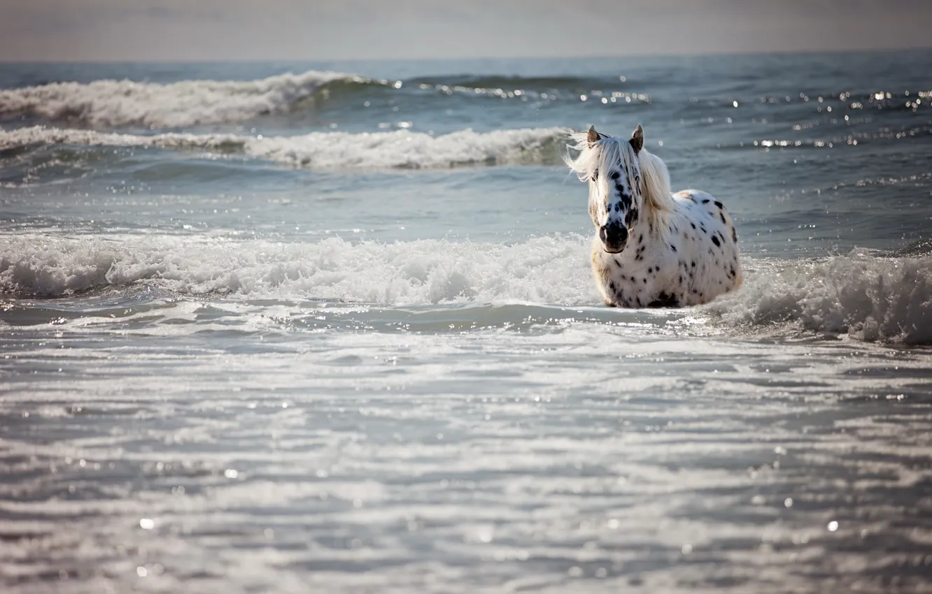 Фото обои море, волны, лошадь, купание