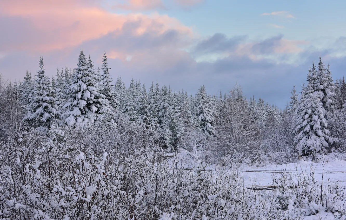 Фото обои зима, лес, снег, ели, Канада, Canada, Ньюфаундленд, Newfoundland