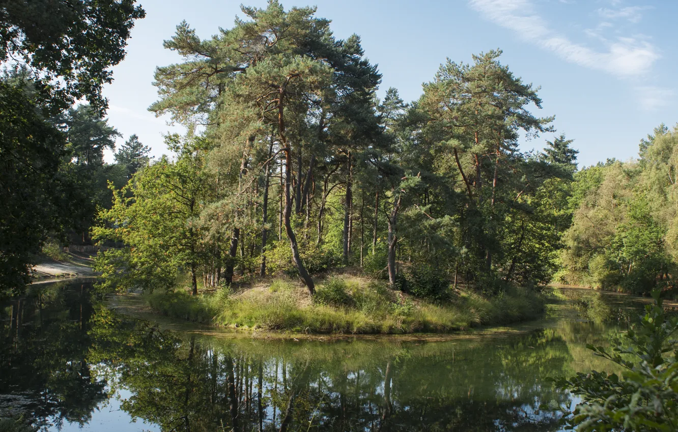 Фото обои зелень, лето, деревья, Природа, summer, островок, trees, nature