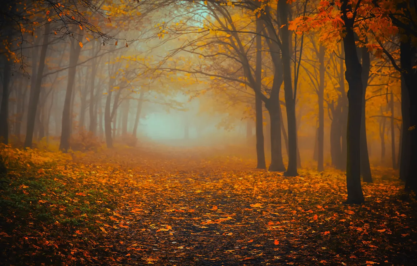Фото обои осень, лес, деревья, природа, туман, листва