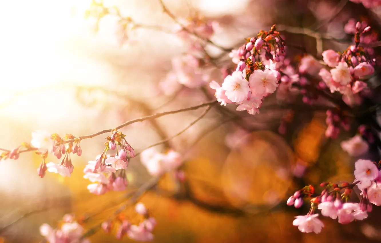 Фото обои цветы, вишня, дерево, весна, сакура