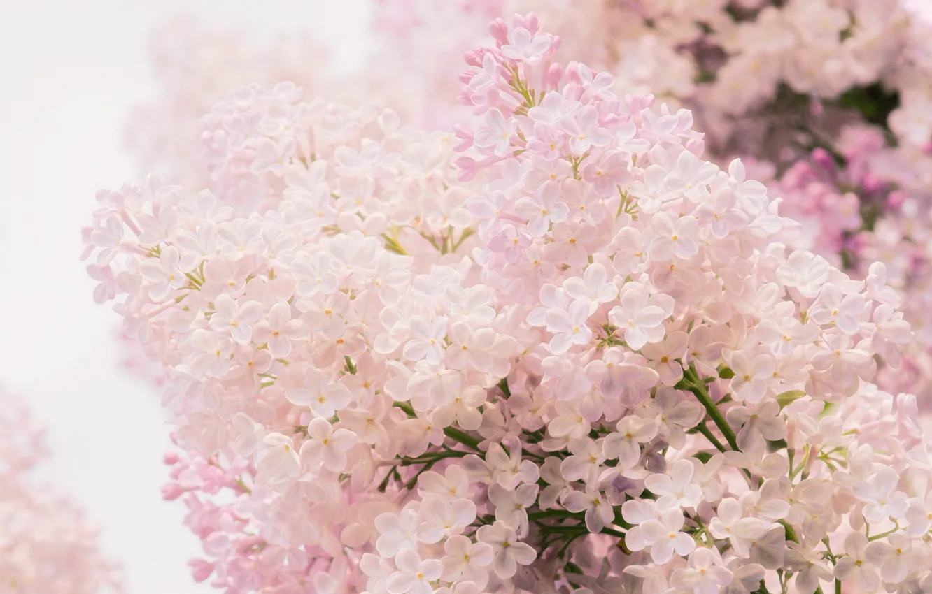 Фото обои макро, цветы, розовый, нежность, весна, Сирень