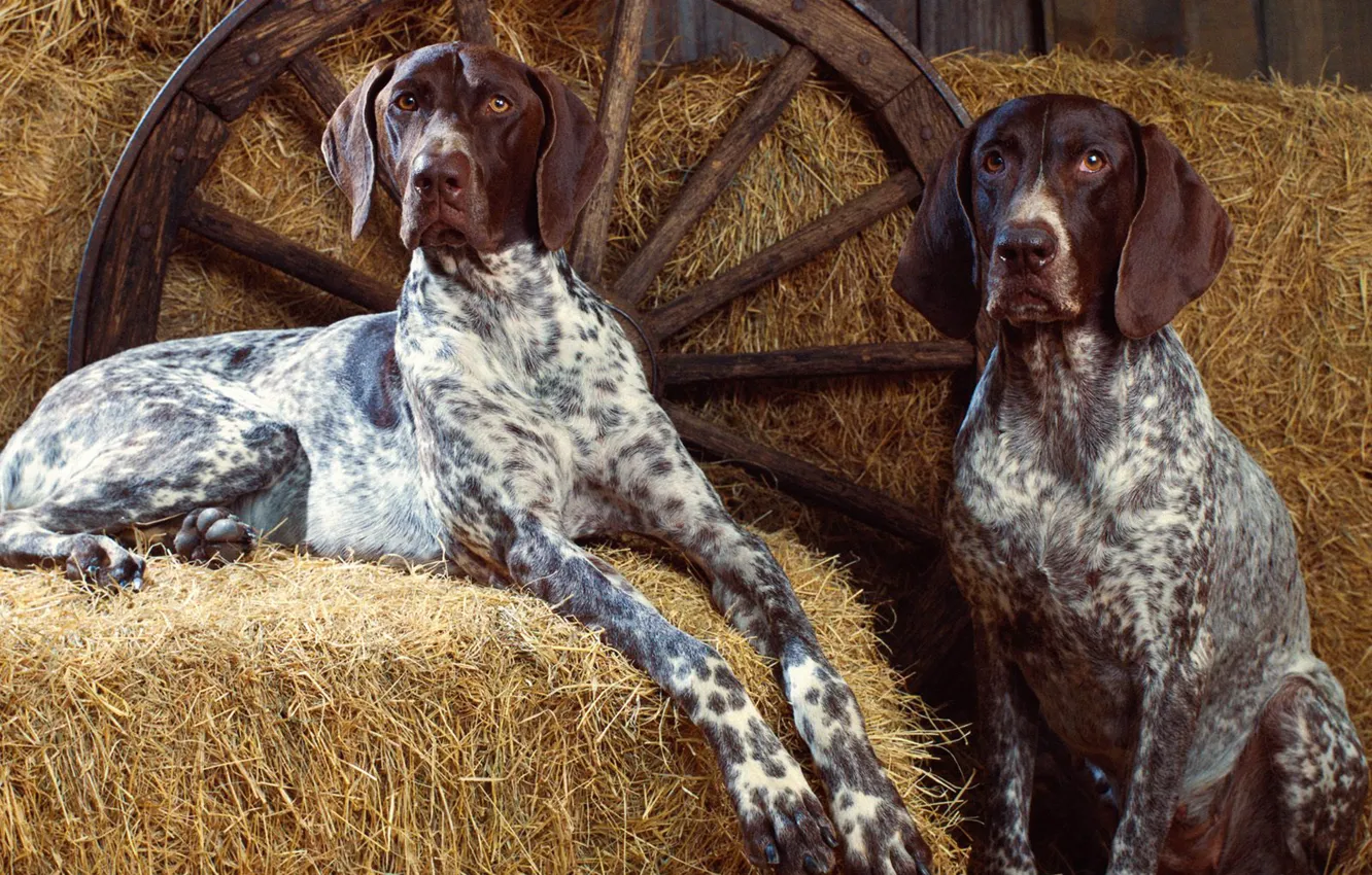 Фото обои Собака, Колесо, Сено, Dog, Пятна, Wheel, Hay, Легавая