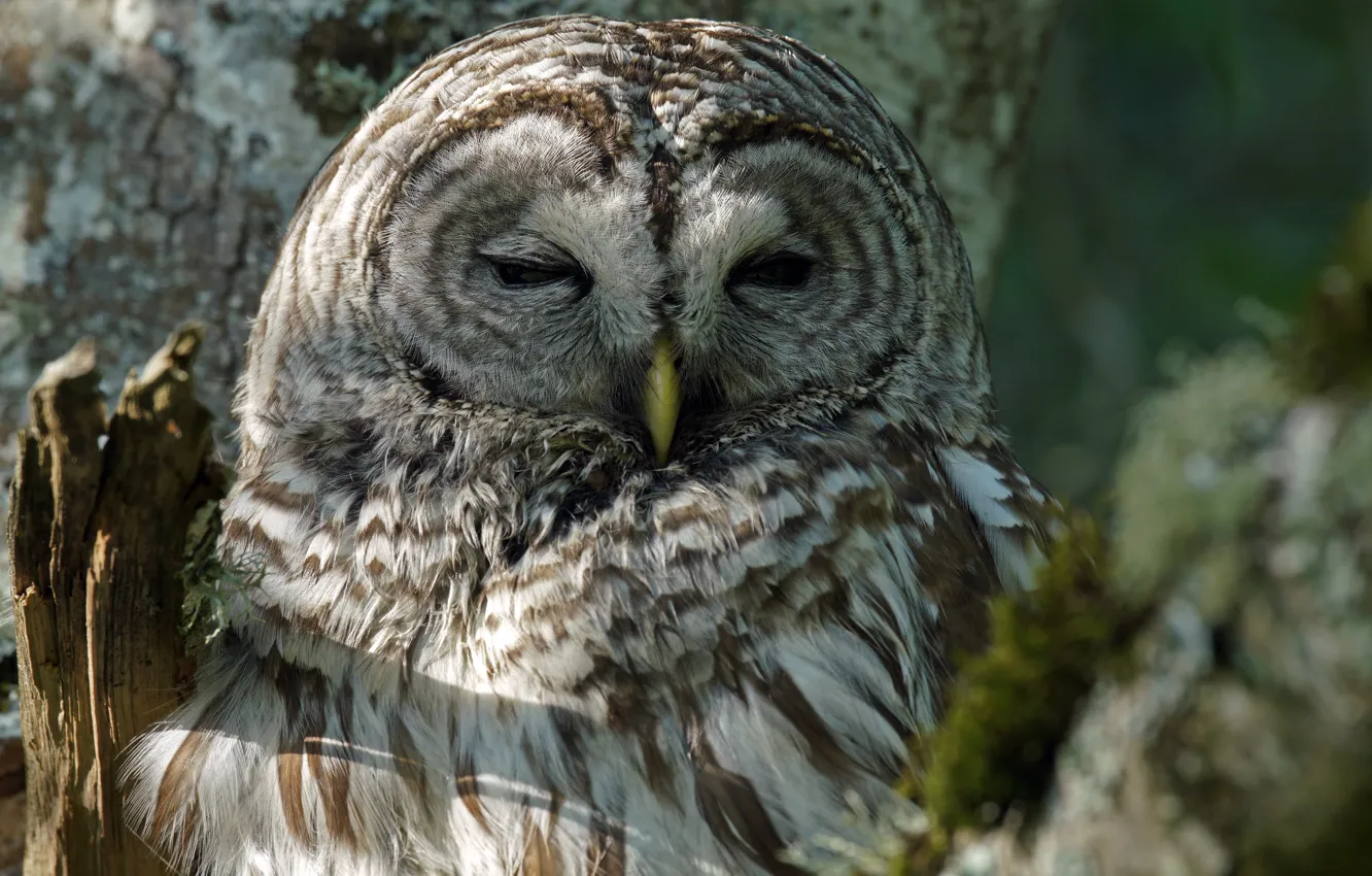 Фото обои природа, сова, птица, портрет, сук, неясыть