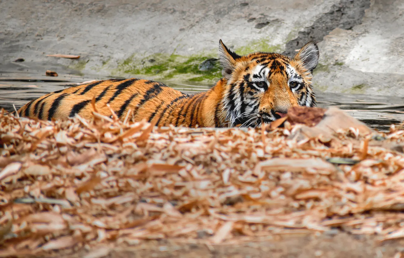 Фото обои тигр, купание, водоем
