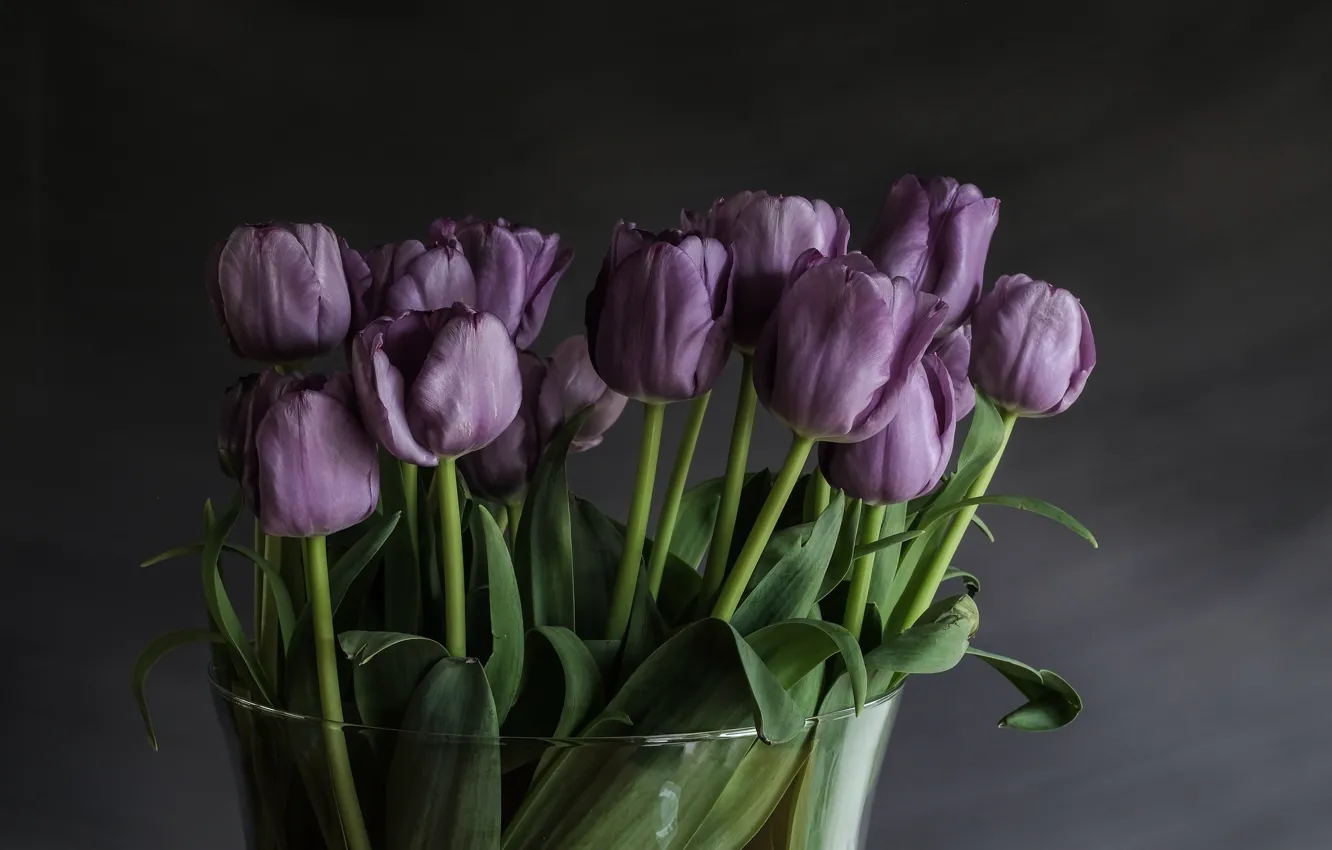 Фото обои тюльпаны, лиловый, бутоны