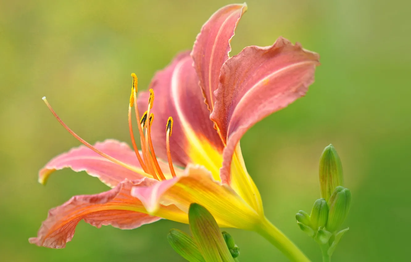 Фото обои цветок, природа, лилия, лепестки