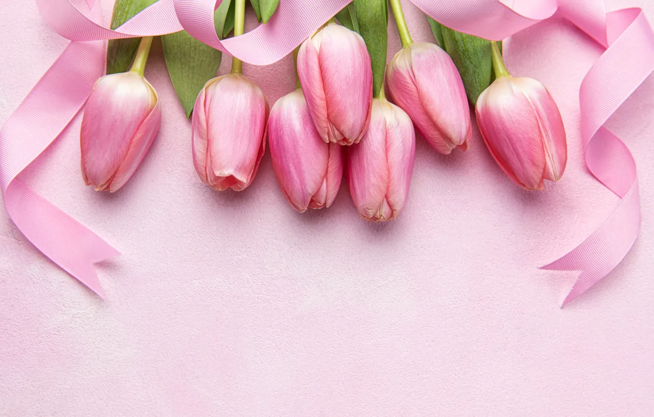 Фото обои цветы, букет, лента, тюльпаны, pink, flowers, tulips, spring