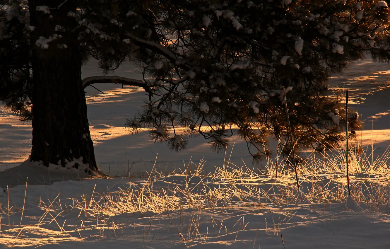 Фото обои зима, свет, снег, дерево, утро