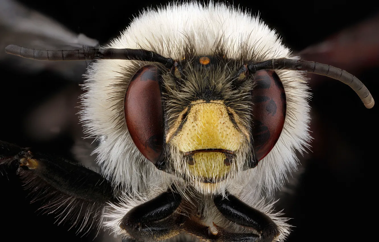 Фото обои anthophora bomboides, пчела, насекомое, природа