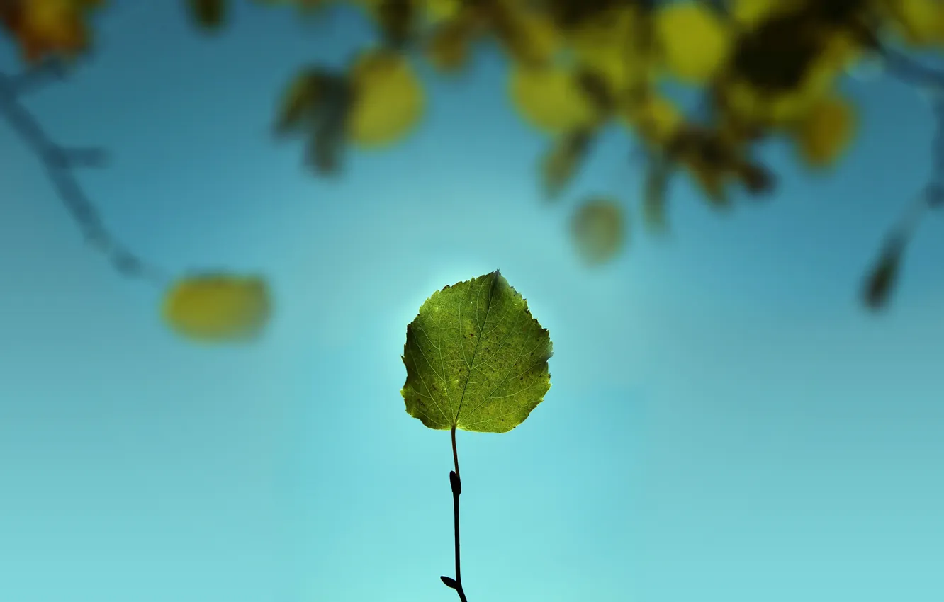 Фото обои зелень, небо, макро, природа, лист, листва, листок, ветка