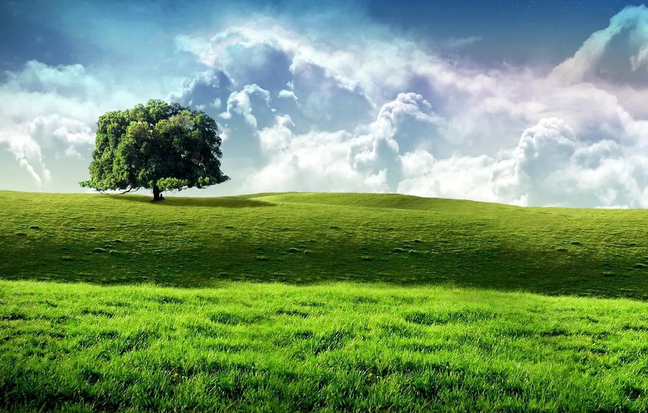 Фото обои поле, небо, трава, Дерево, зелёный