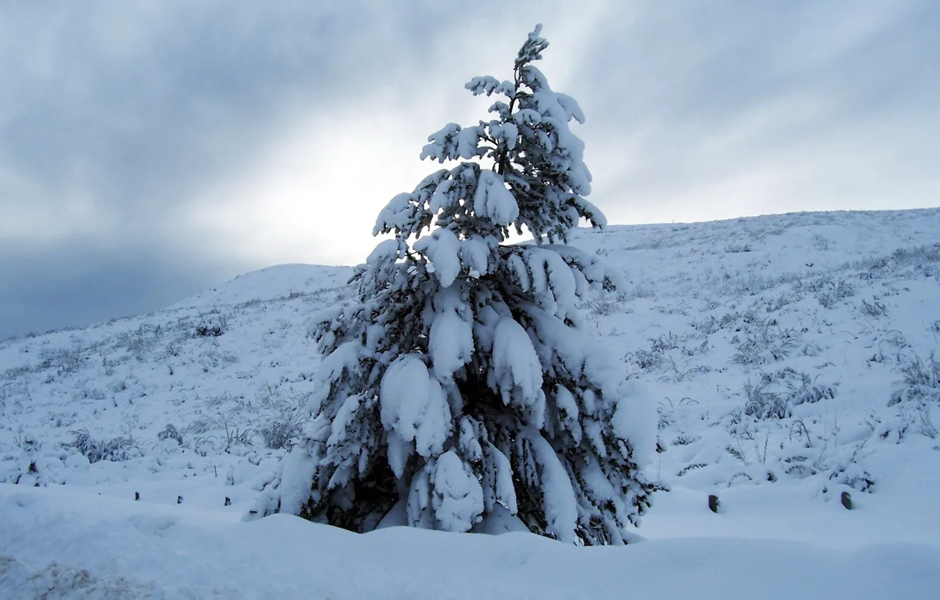 Фото обои зима, снег, Елка