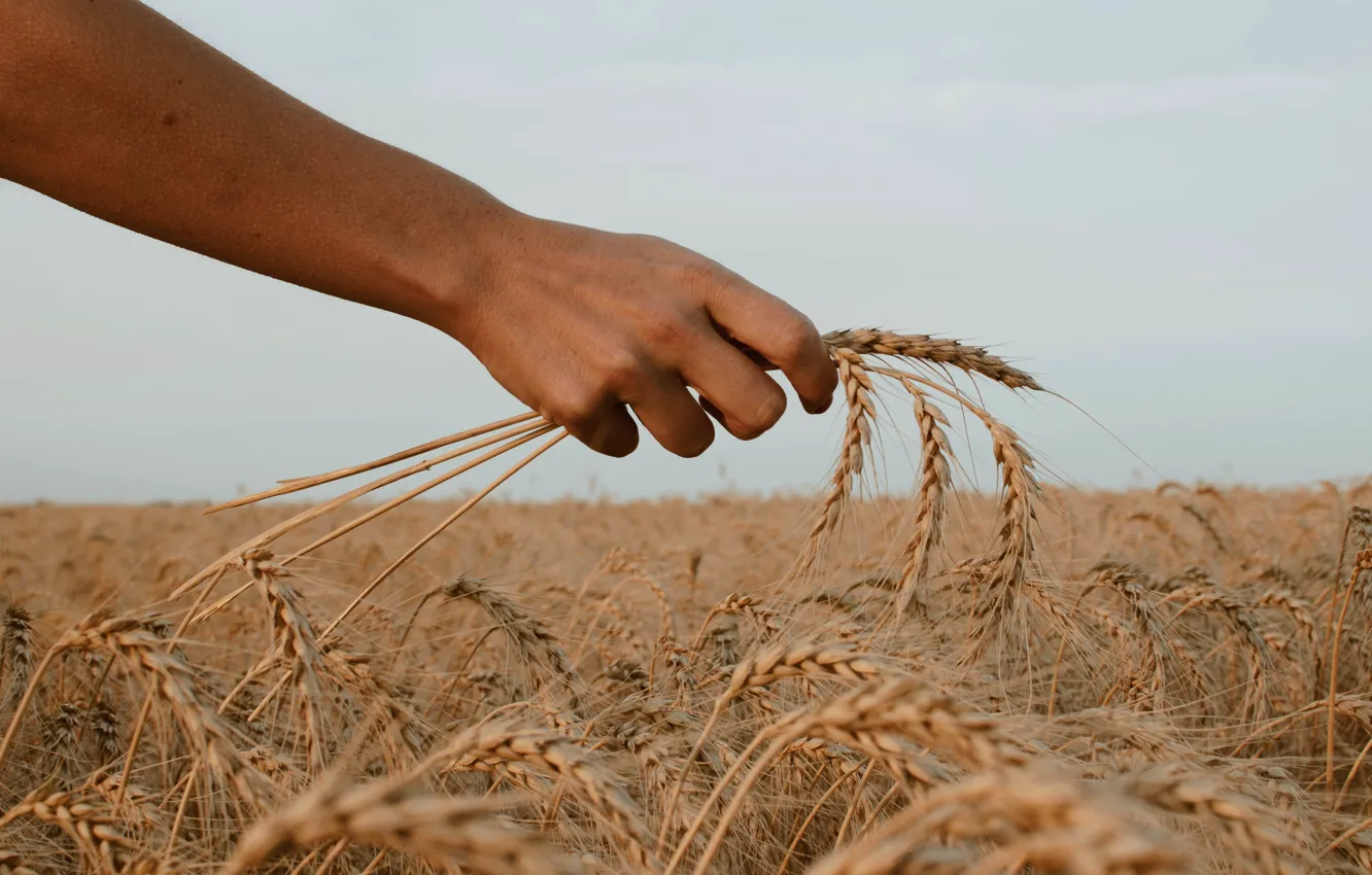 Фото обои Колосья, Рука, Пшеница, Сельское хозяйство, agriculture, Food security, Продовольственная безопасность, Сбор урожая на полях