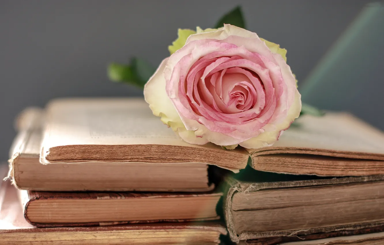 Фото обои цветок, нежный, роза, книги