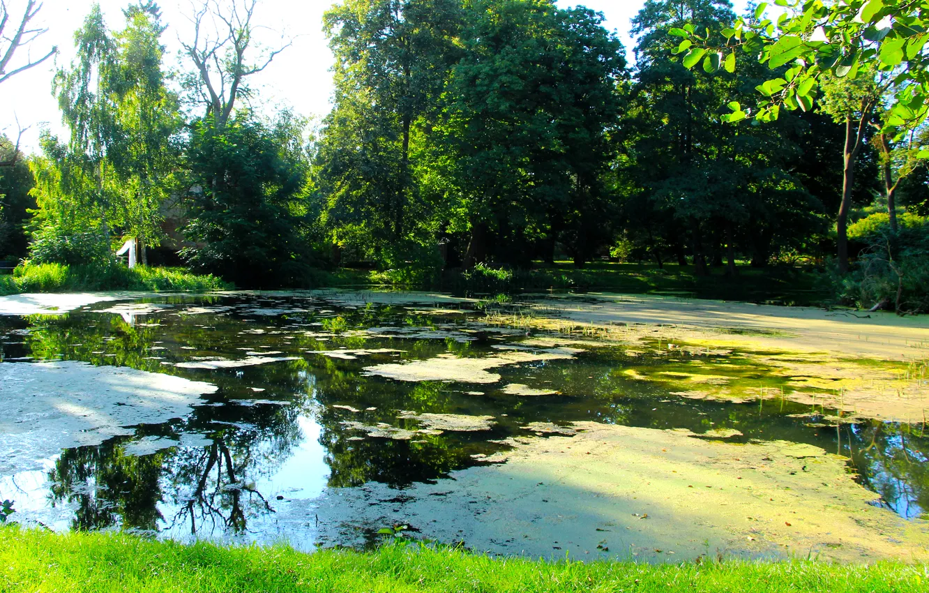 Фото обои trees, water, park, lake, pond