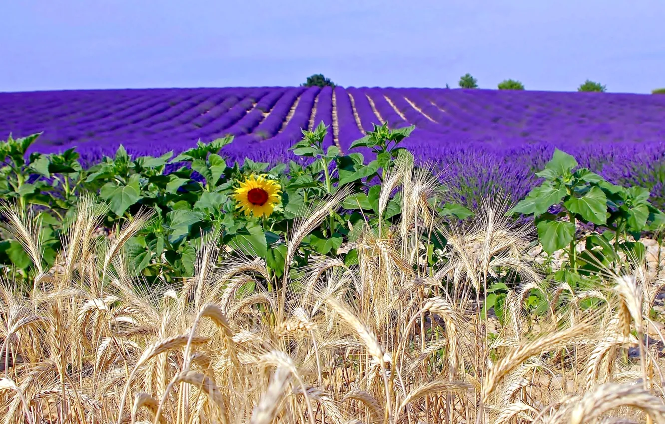 Фото обои поле, цветы, Франция, подсолнух, колосья, лаванда, плантация, Прованс