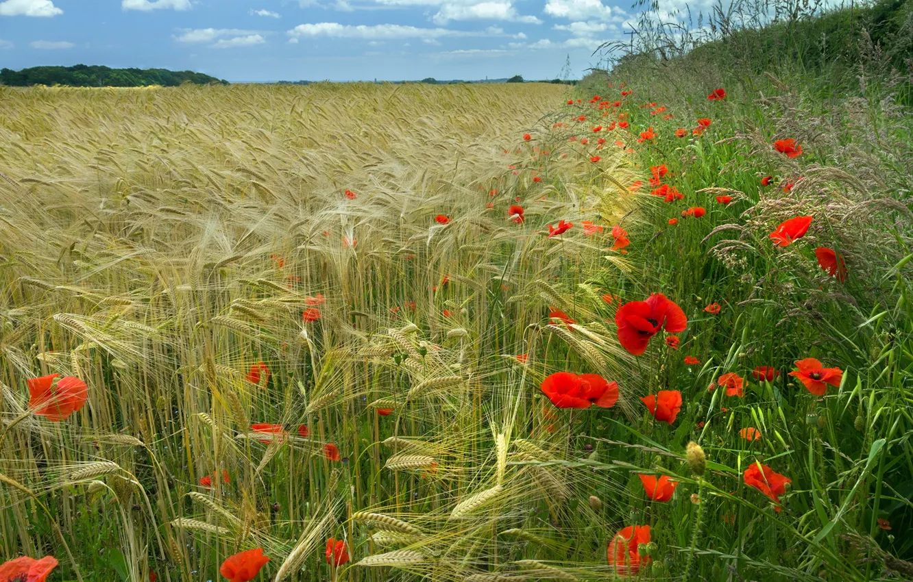Фото обои Red, Green, Gold