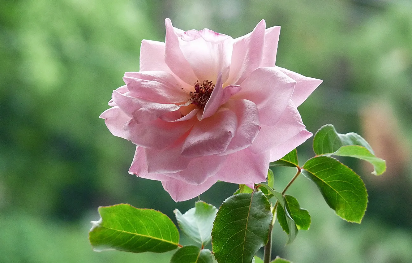 Фото обои листья, фон, розовая, роза, чайная