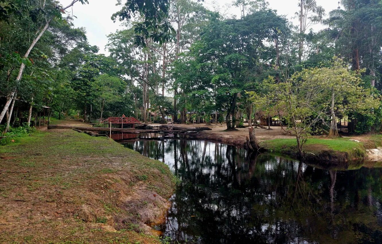 Фото обои Nature in Suriname, Saramacca Suriname, Surinam wallpapers