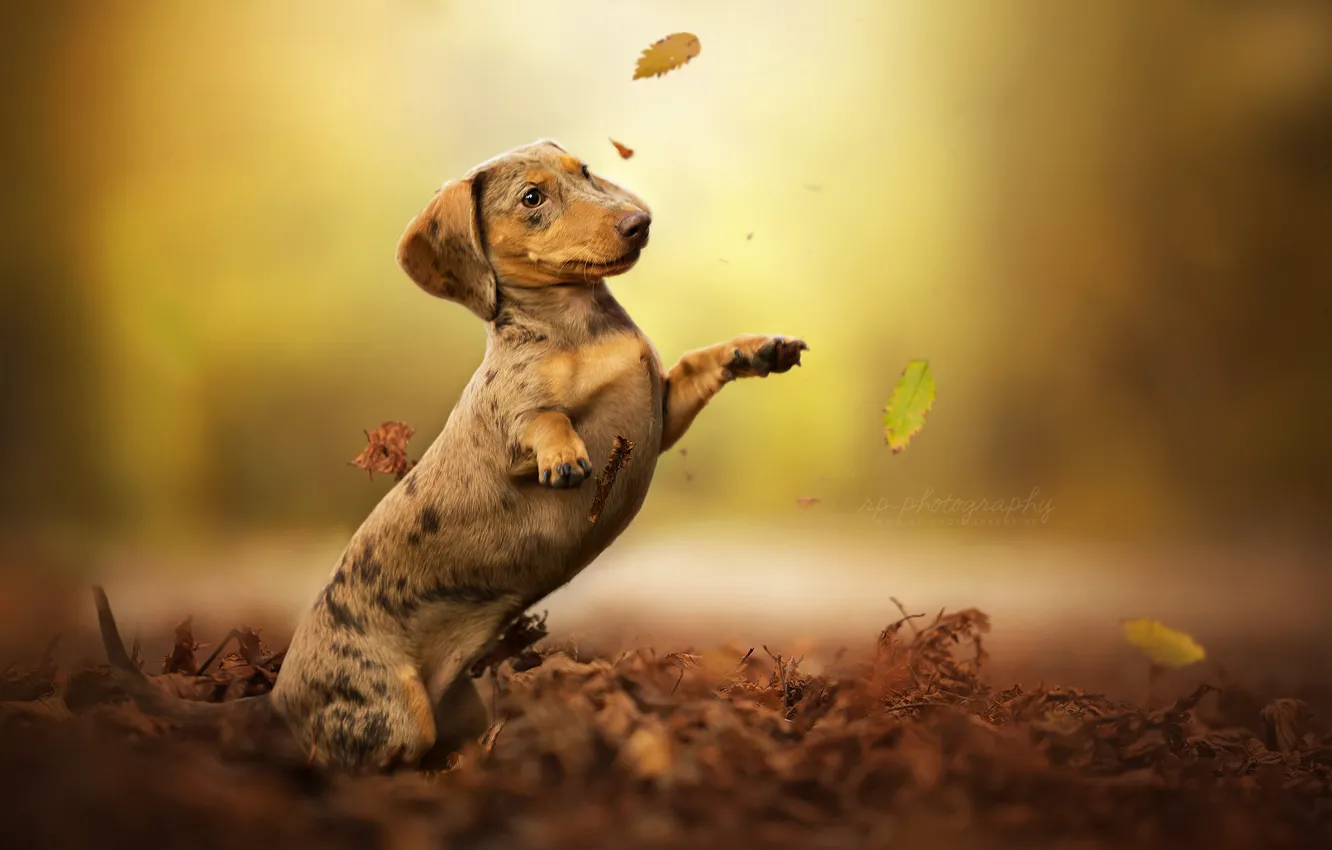 Фото обои осень, листья, собака, стойка, боке, Такса