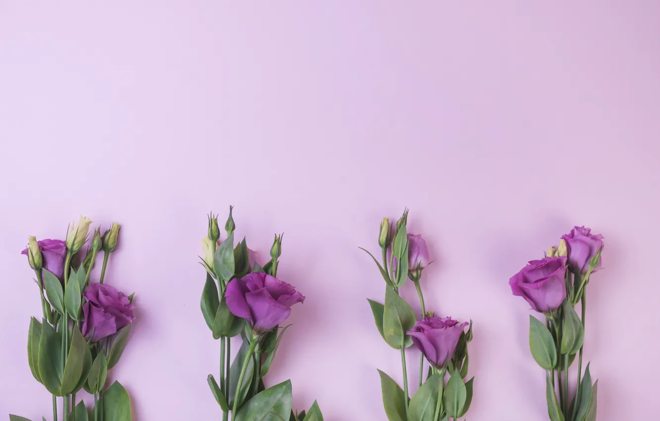 Фото обои фиолетовый, цветы, фон, flowers, purple, эустома, eustoma