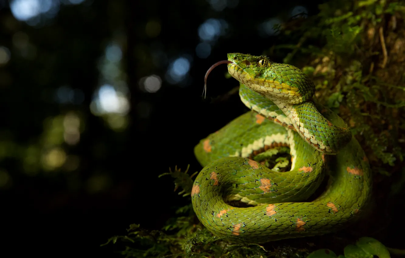 Фото обои мох, змея, черный фон, зеленая, боке