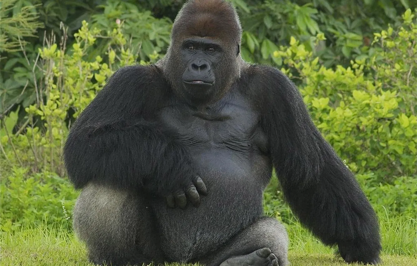 Фото обои gorilla, primate, animal wild life