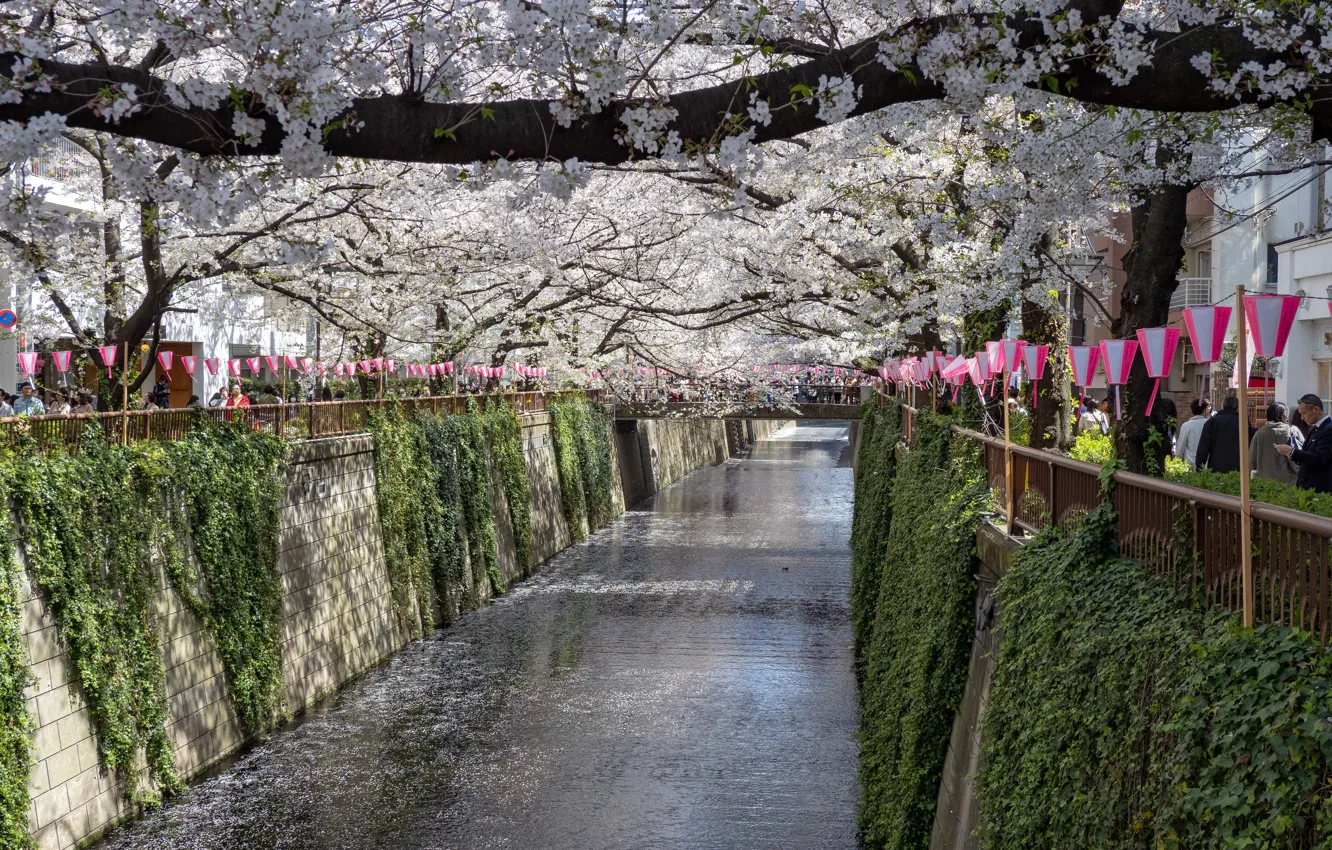 Фото обои Город, Весна, Деревья, Река, Сакура, Япония, Канал