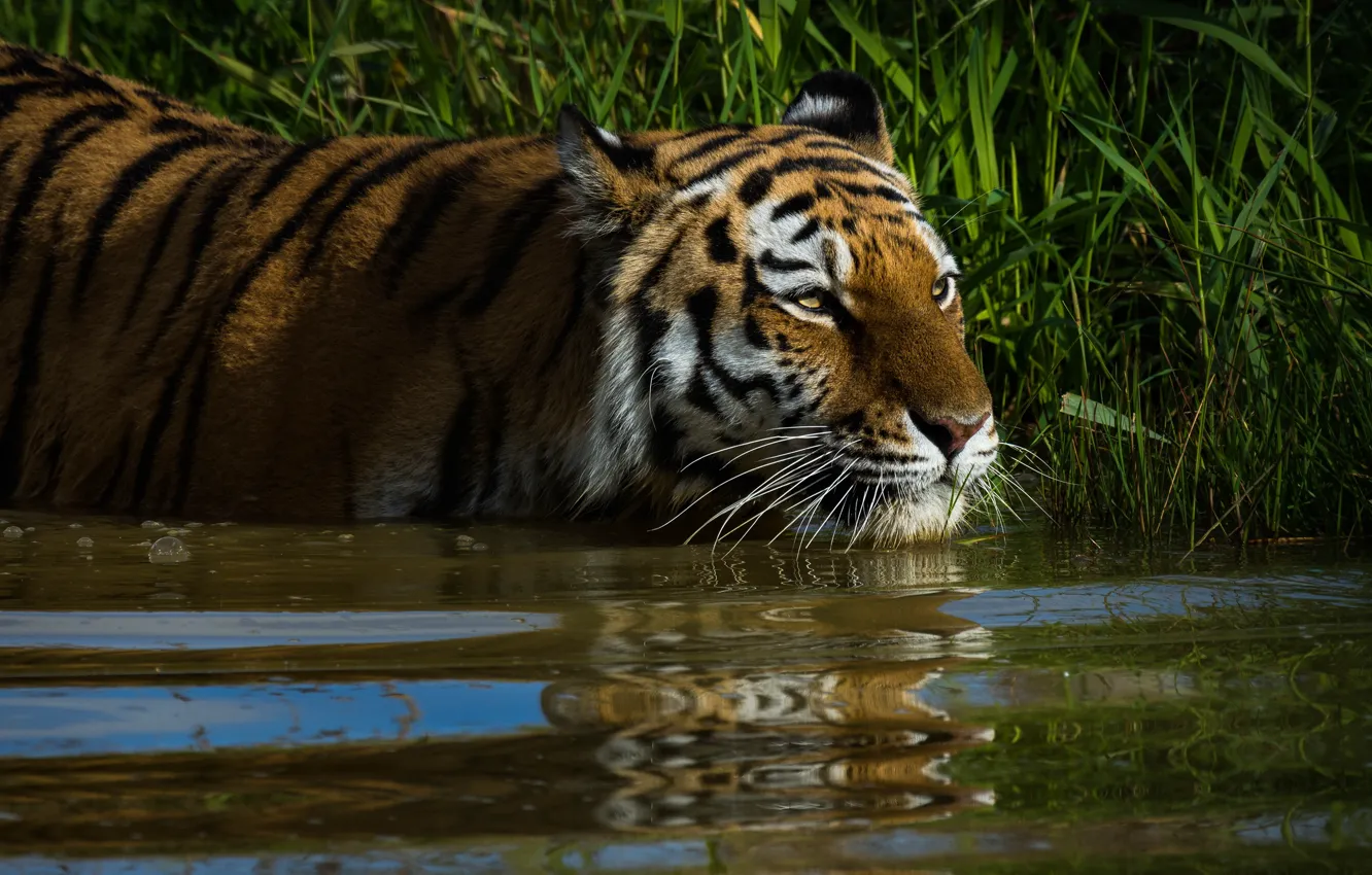 Фото обои трава, взгляд, морда, вода, кошки, тигр, отражение, фон
