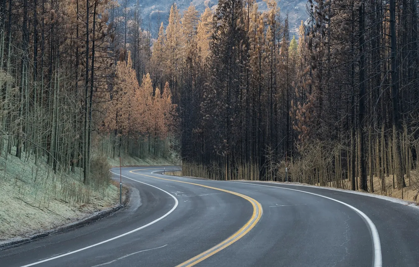 Фото обои дорога, лес, деревья, поворот