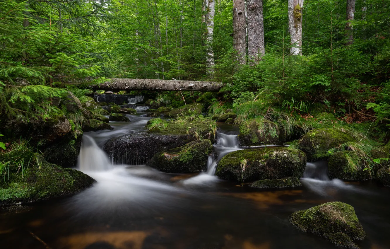 Фото обои зелень, лес, деревья, ручей, камни, мох, кусты