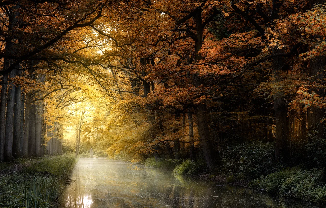 Фото обои осень, лес, свет, деревья, ветки, пруд, парк, отражение