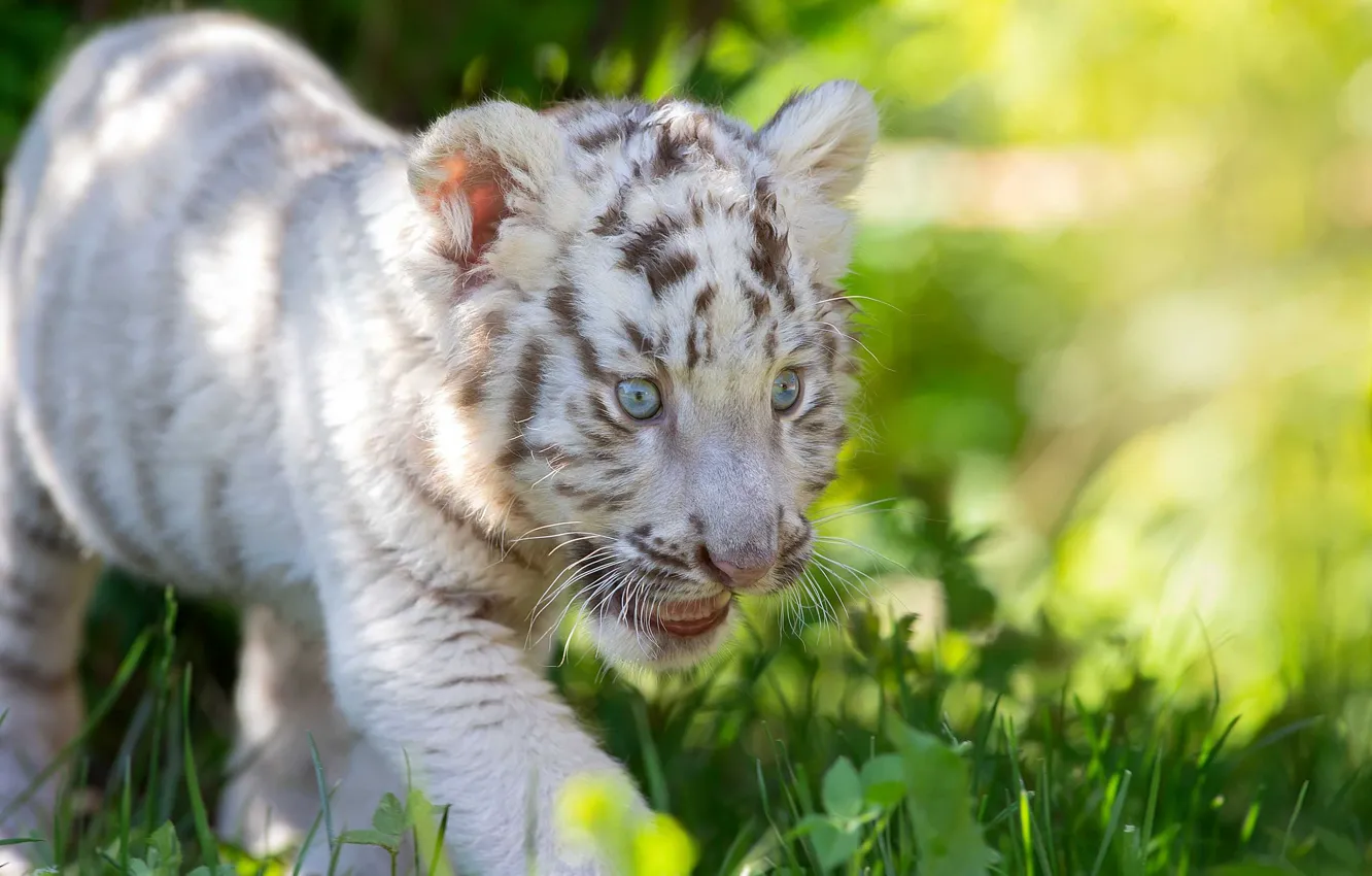 Фото обои трава, малыш, детёныш, котёнок, белый тигр, дикая кошка, тигрёнок, Светлана Писарева
