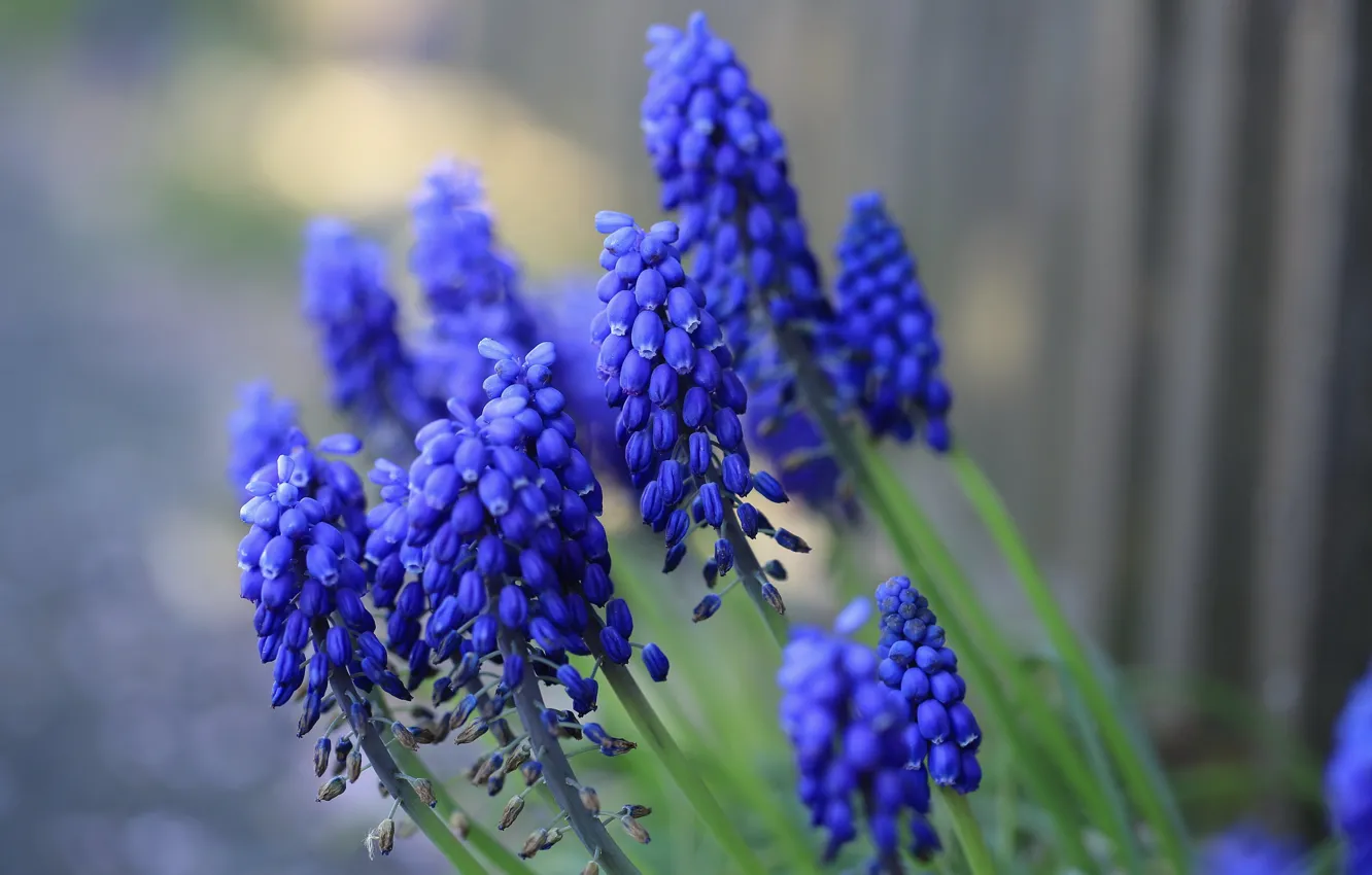 Фото обои лето, цветы, природа