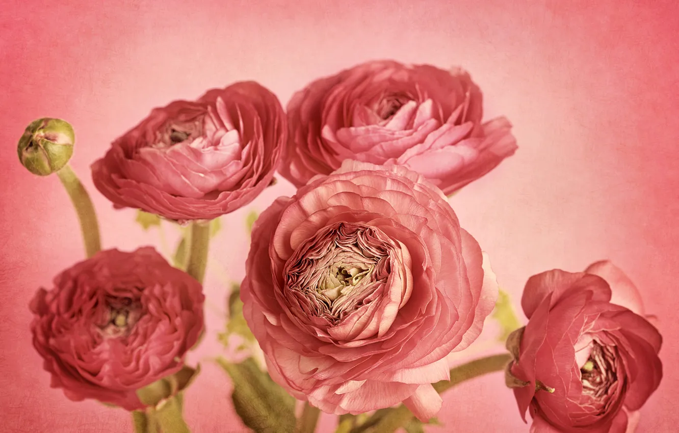 Фото обои цветы, лепестки, бутон, розовый фон, картинка, композиция, Ranunculus, ранункулюс розовый